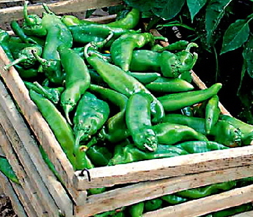 Hatch Green Chile